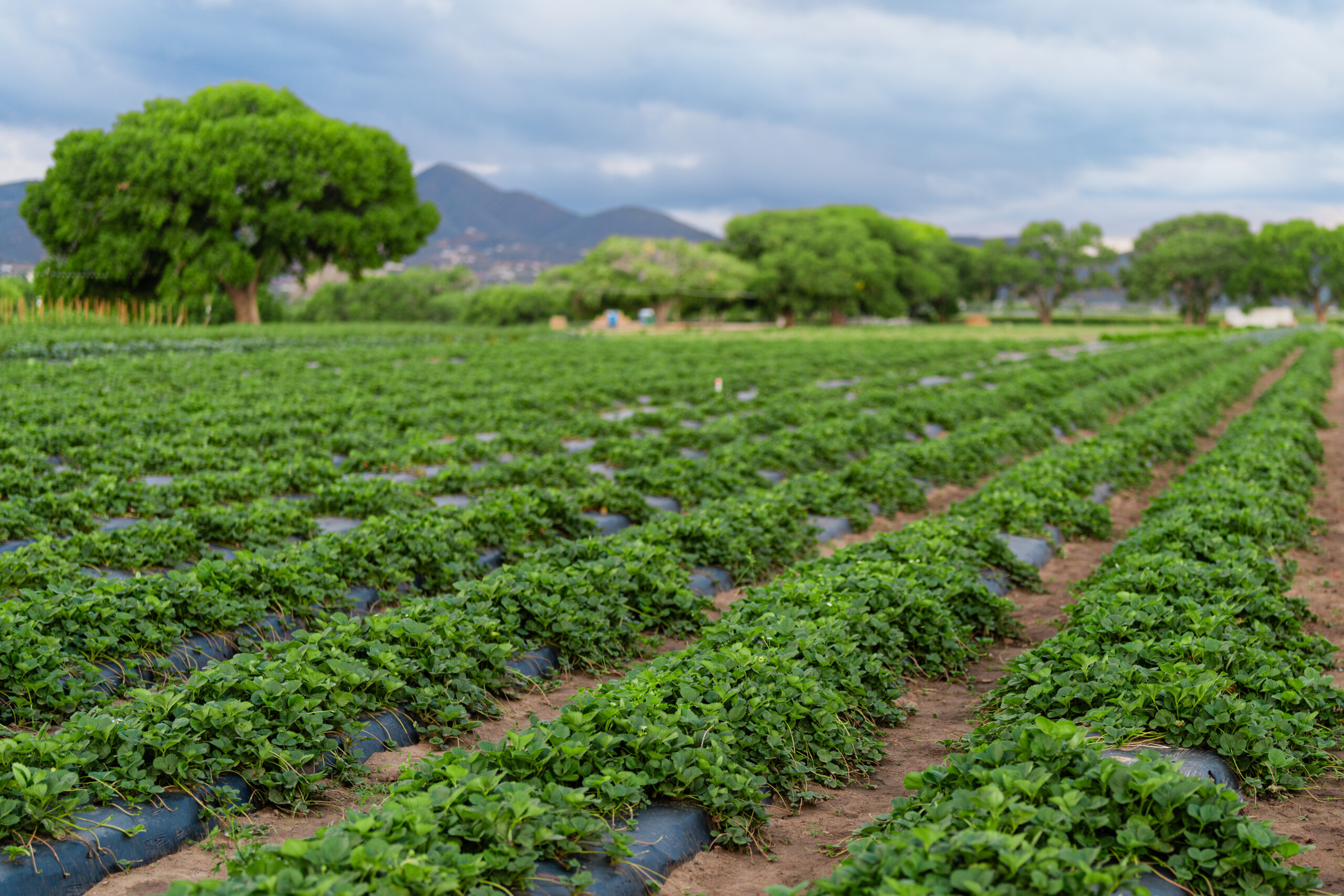 OS25-CLA-Mortimer Farms-05916